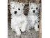 PoulaTo: Westie terrier